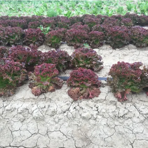 Screen Shot 2020-05-19 at 10.51.32 AM