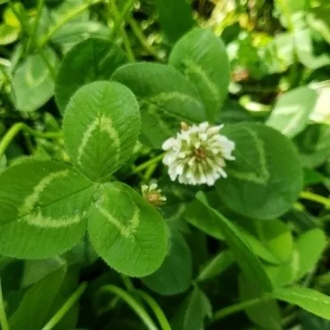 white clover
