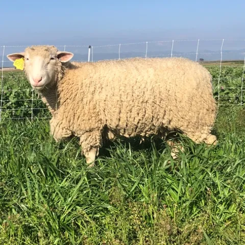 Organic vegetable farms could benefit from sheep grazing cover crops because it enhances soil fertility, structure and water infiltration.