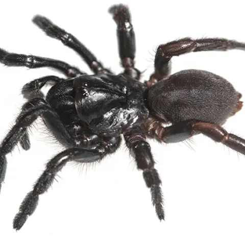 This is the female of the new genus, Cryptocteniza. (Image by Jason Bond)