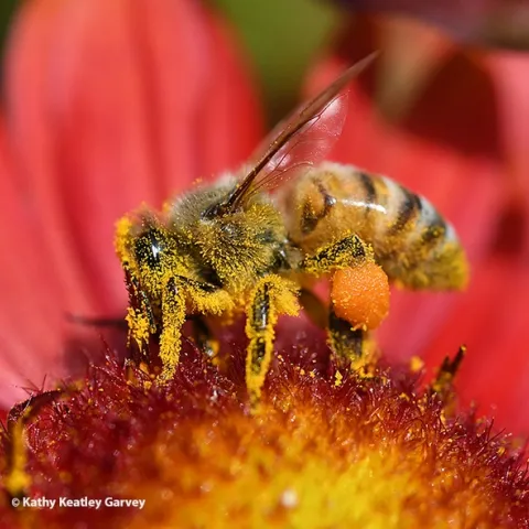 A honey bee dusted with pollen from Gaillardia, also known as "the blanket flower." (Photo by Kathy Keatley Garvey)