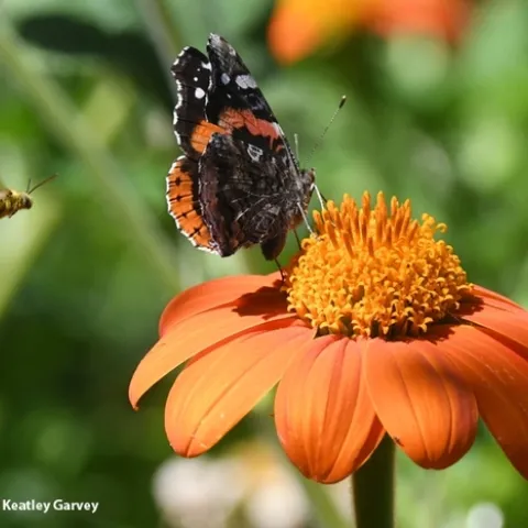 Male longhorn bee and red admiral butterfly on Tithonia. (Kathy Keatley Garvey, UC Davis Entomology and Nematology)