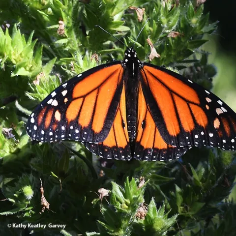 A male monarch, Danaus plexippus, spreads its wings on a tower of jewels (Echium wildpretii) in Vacaville, Calif. on Sunday, May 23. (Photo by Kathy Keatley Garvey)