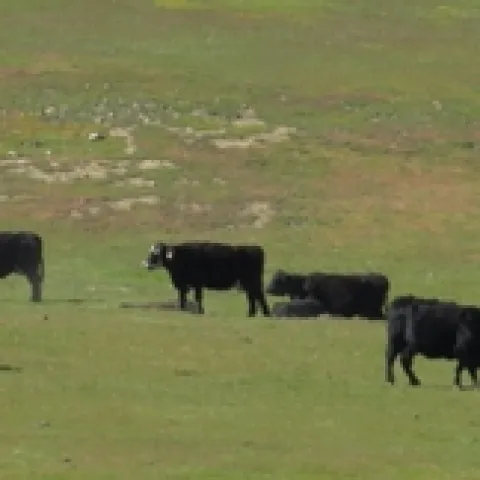 Cattle Grazing