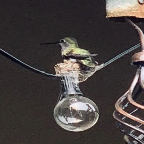 Female seen nesting 3-6-2020