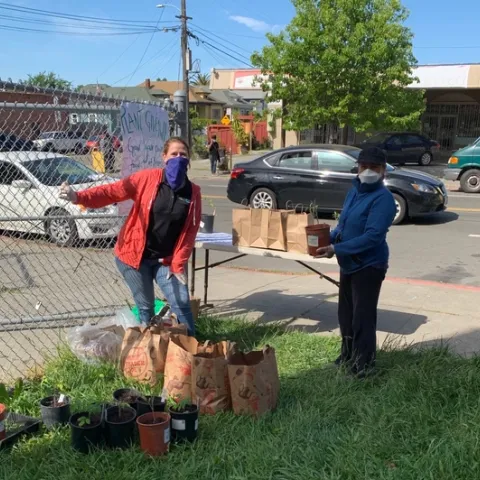 Haley Kerr, left, and Yolanda Silva of CalFresh Healthy Living, UC, gave away tomato plants donated by UC Master Gardeners of Contra Costa County to families of schoolchildren in Alameda County. The joint project is mentioned in the May UCnetwork.