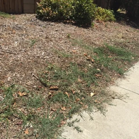 Weeds in landscape (UC ANR)