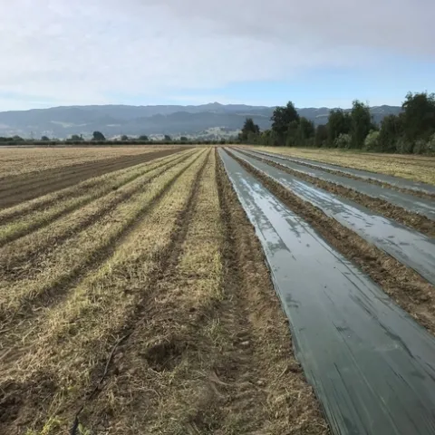 Reduced disturbance and shade cloth mulch trial at Pinnacle Organics in Hollister, CA May 2020