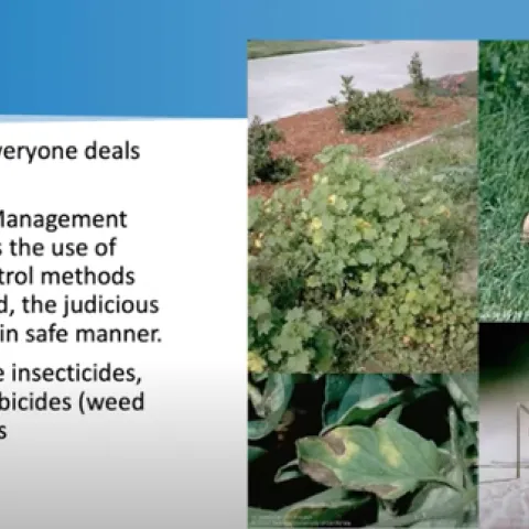 Karey Windbiel-Rojas shared ideas on how we can all help protect the environment through careful management of urban pest management.