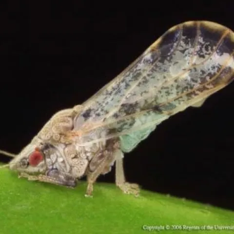 Asian citrus psyllid