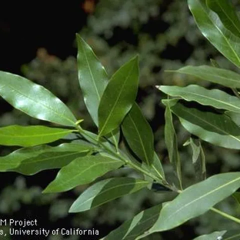 Bay laurel UCANR Cheryl Reynolds