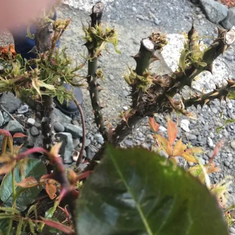 Rose with gylphosate damage