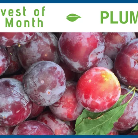Plums