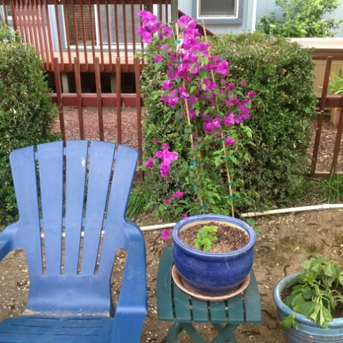 photo by Jenni Dodini