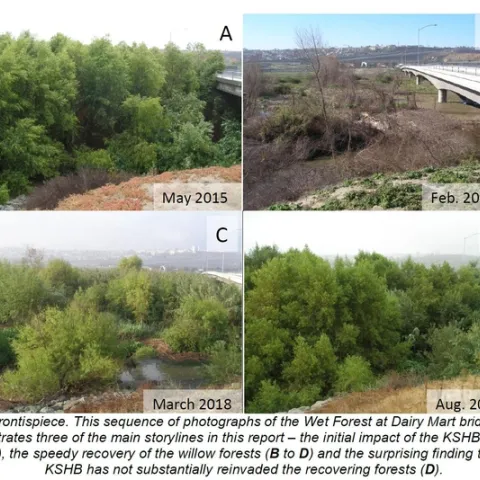 kshb willows in Tijuana river