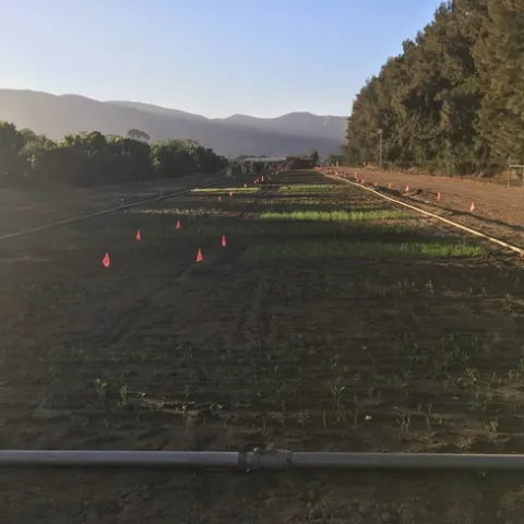 cover crop trial 8-30-2019 2
