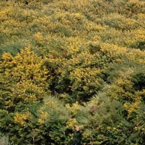 French broom, <i>Genista monspessulana</i>, invading a hillside near Bodega Bay, California. (Credit: B Rice)