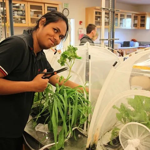 “Food for thought” shouldn't just be a thought; it should be an integral part of any school curriculum,” says UC Davis agricultural entomologist Christian Nansen. This image shows Peter Andrew Stephanus, a UC Davis undergraduate student in the Nansen class, Entomology 110. (Photo by Christian Nansen)