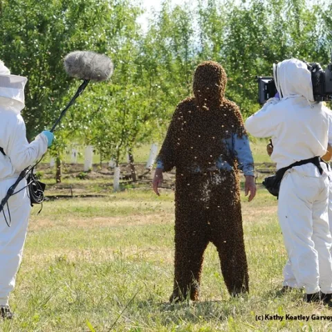 Former professional bee wrangler Norm Gary getting ready for a documentary in 2010. (Photo by Kathy Keatley Garvey)