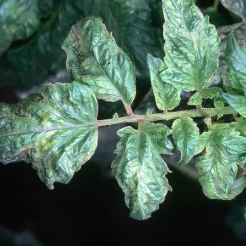 Tomato Mosaic Virus, Jack Kelly Clark, UC IPM