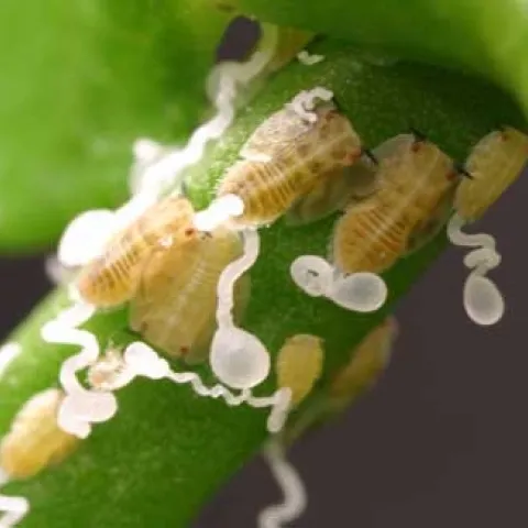 Asian citrus psyllid nymphs feeding on citrus can vector a serious plant pathogen that causes disease and tree death within 5 years.<br>(Credit: ME Rogers)