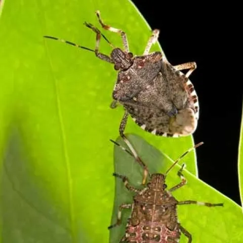 Adult (top) and mature nymph of the brown marmorated stink bug.<br>(Credit: S Ausmus)
