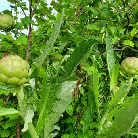 Artichokes ready for harvest