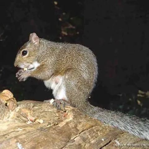 Eastern gray squirrel. (Credit: JP Clark)