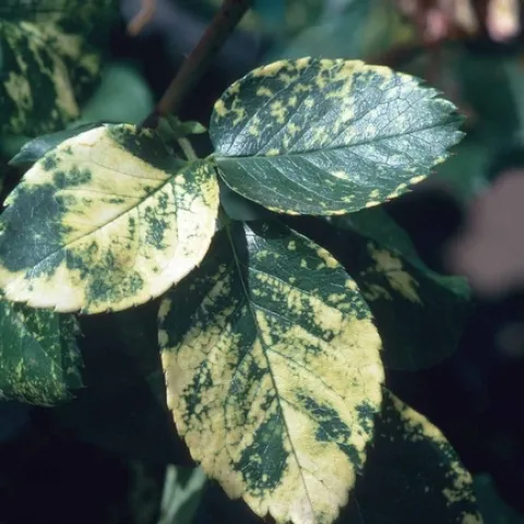 Rose Mosaic Virus on rose leaves, Jack Kelly Clark, UC IPM Program