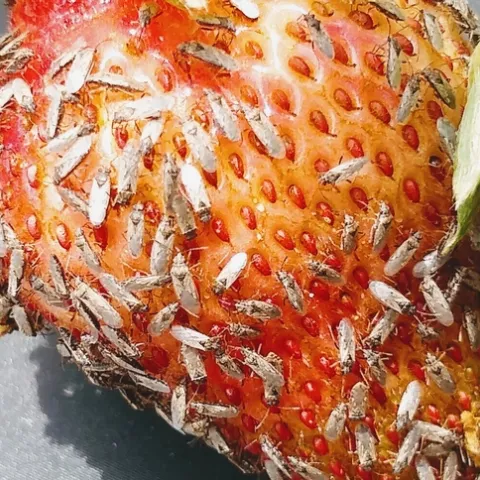 Chinche muy numerosa invadiendo una fruta de fresa en el campo. Foto por Amber Schat.