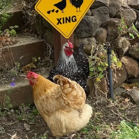 photo by Gene Ekenstam