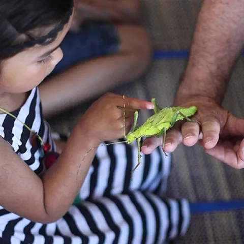 An Australian walking stick (stick insect) gets some attention at a SaveNature.Org program. (Photo by Norm Gershenz)