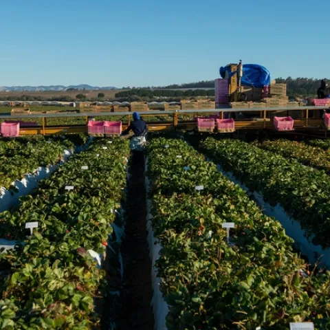 Agricultural employers are asked to share successful strategies as well as challenges for protecting workers from COVID-19. Photo by Hector Amezcua