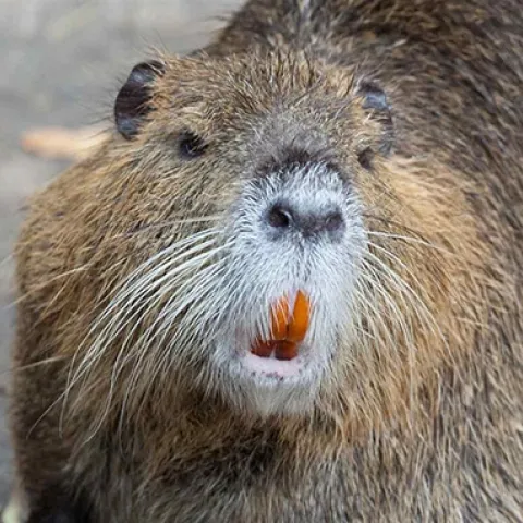 Nutria. [Credit: Tony Northrup]