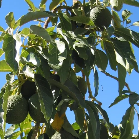 Avocados hang on a tree at UC South Coast Research & Extension Center. “Consumers seeking the health benefits of avocado oil deserve to get what they think they are buying,” says Selina Wang.