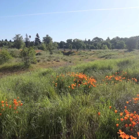 Verbena Fields poppies and bioswale, Laura Lukes