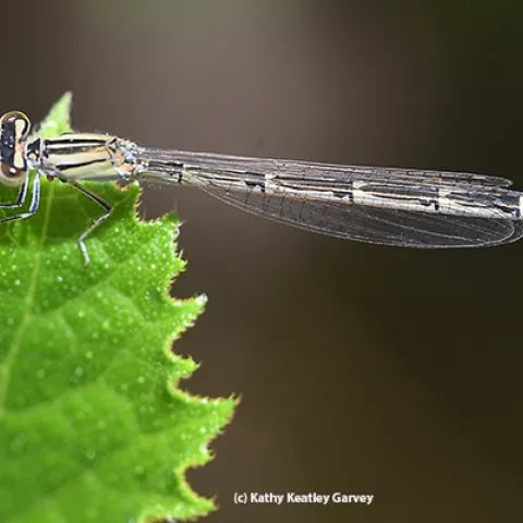 A female damselfly, identified as a familiar bluet, Enallagma civile, rests on a Tithonia leaf in Vacaville, Calif. (Photo by Kathy Keatley Garvey)