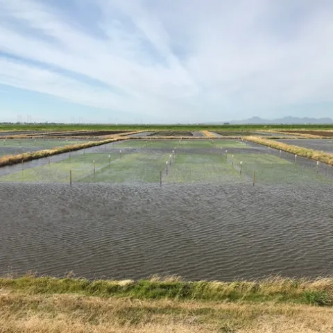 Cerano damage M206 vs M105