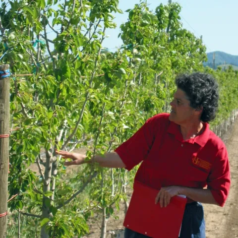 Rachel Elkins examines a pear rootstock trial in 2007.