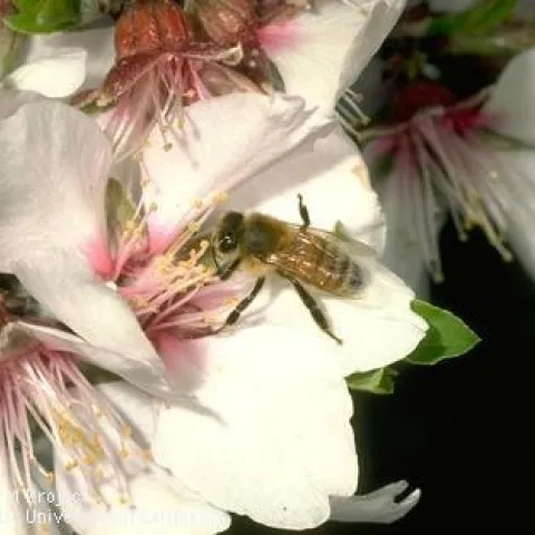 Adult honey bee,<i>Apis mellifera</i>. (Credit: Jack Kelly Clark)