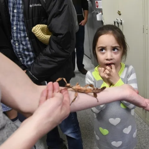 Kira Olmos, 5, of Winters reacts to her first encounter with a stick insect at a Bohart Museum of Entomology open house. This candid image won a silver award in the ACE competition. (Photo by Kathy Keatley Garvey)