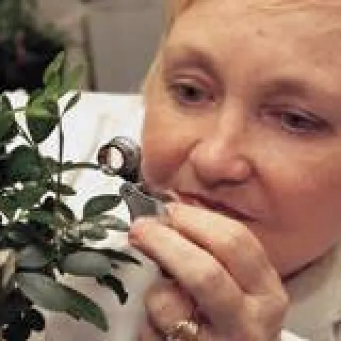 Marjorie Hoy, first woman faculty member of the UC Berkeley Department of Entomology, looks for mites on a plant.