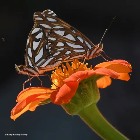 Gulf Fritillaries (Agraulis vanillae) keeping busy on a Tithonia flower in Vacaville, Calif. (Photo by Kathy Keatley Garvey)