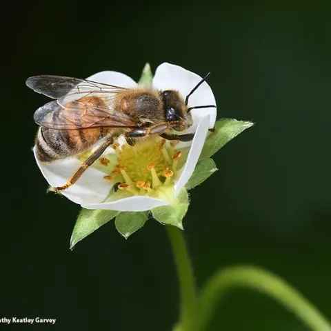 A honey bee struggles to fit inside a strawberry blossom. In the bee world, one size fits all.(Photo by Kathy Keatley Garvey)