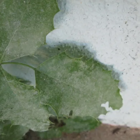 More advanced disease covering entire surface