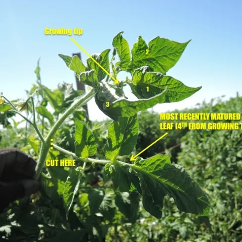 Tomato 4th leaf sample used to determine NPK (Photo credit: Patricia Lazicki)