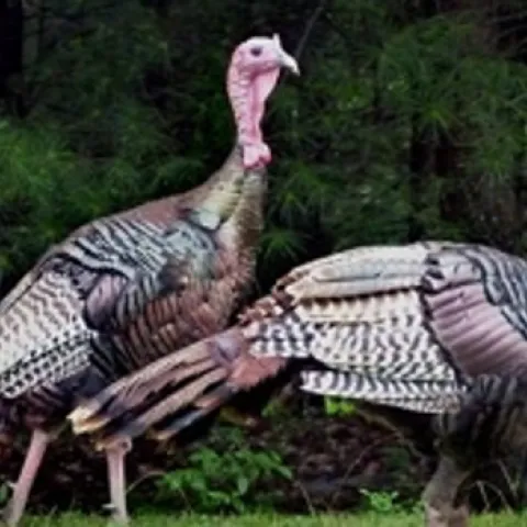 Wild turkeys. Photo: Pixabay