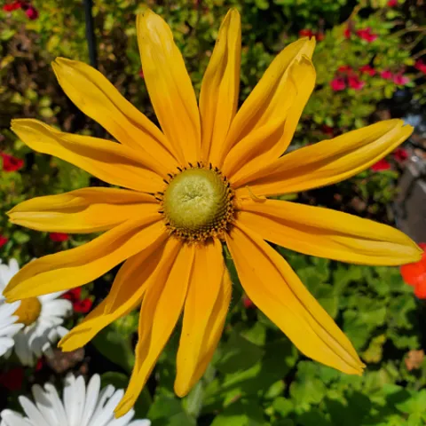 Orn-Rudbeckia-Irish-Eyes-MG-Jacqueline-Bogard