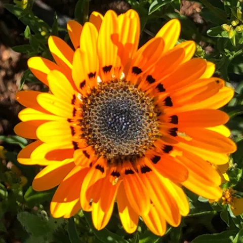 Orn-Venidium-Orange-Cape-Daisy-MG-Karen-Schaffer