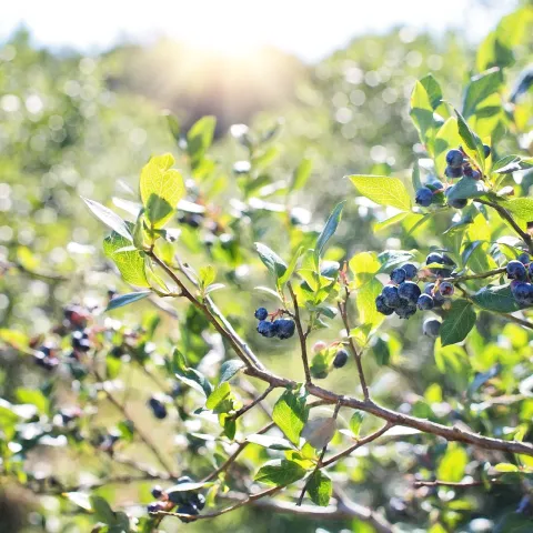 blueberries-field